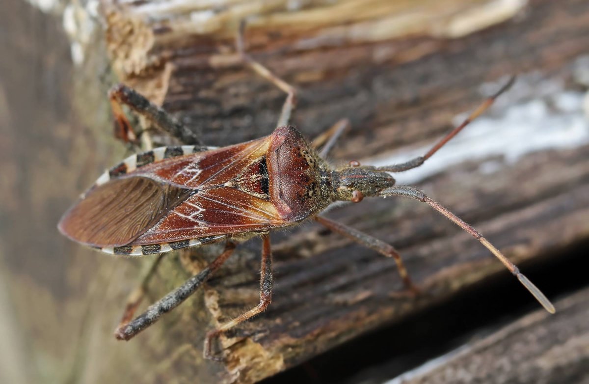 Leptoglossus клоп