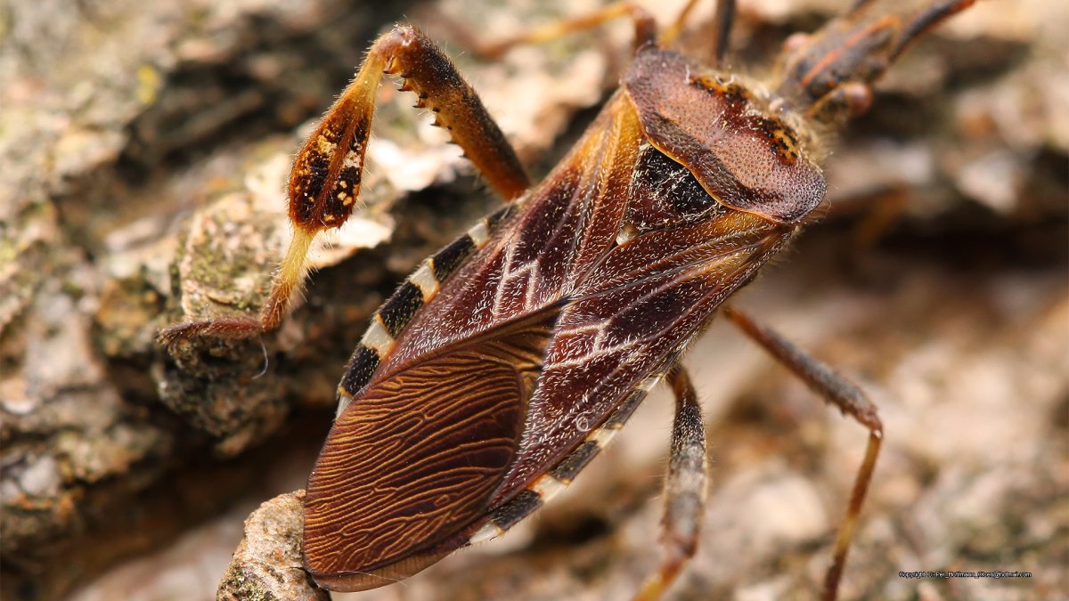 Сосновый семенной клоп Leptoglossus occidentalis Heidemann