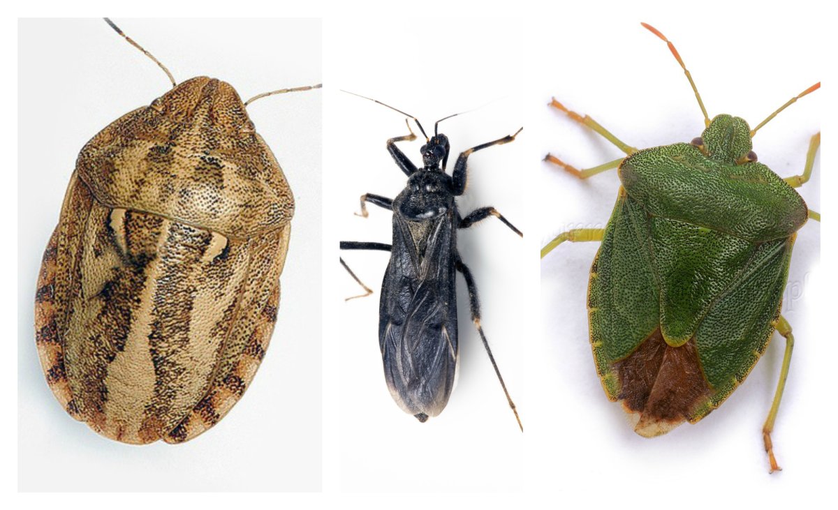 Halyomorpha halys самец