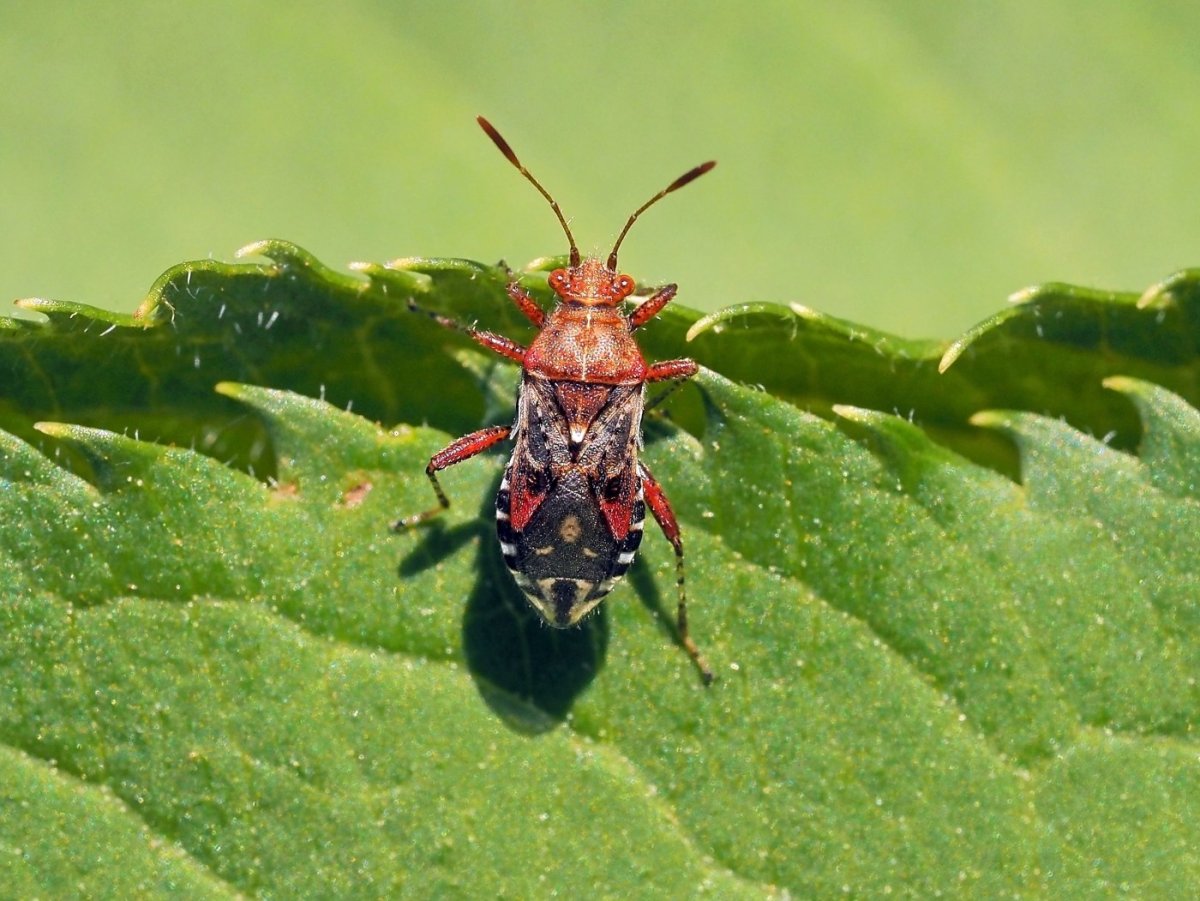 Мраморный клоп Имаго