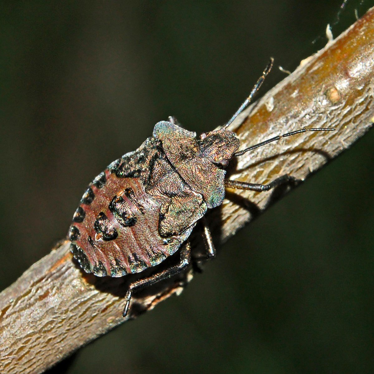 Lygocoris rugicollis