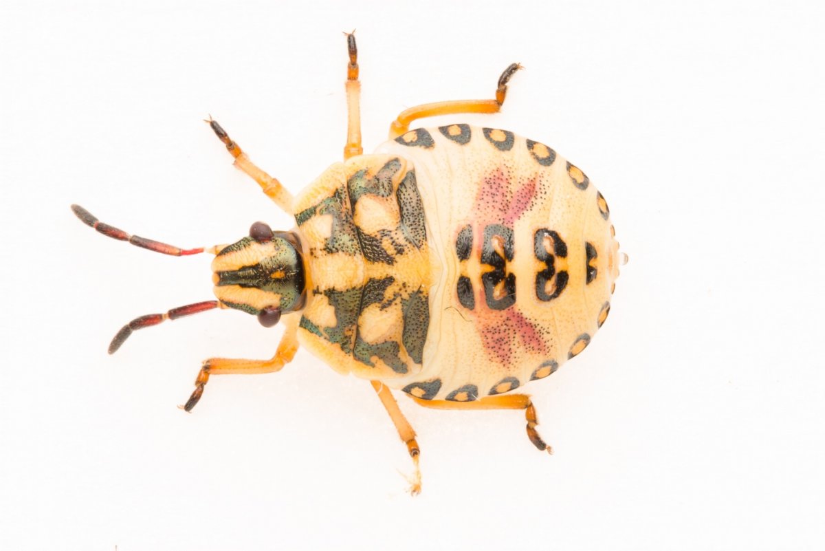 Водяной Жук Гладыш