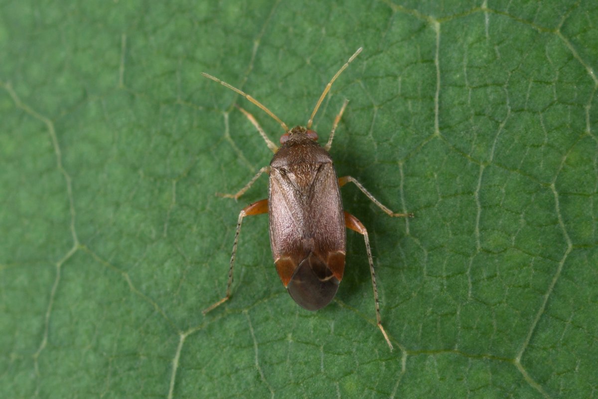 Зеленые клопы на балконе