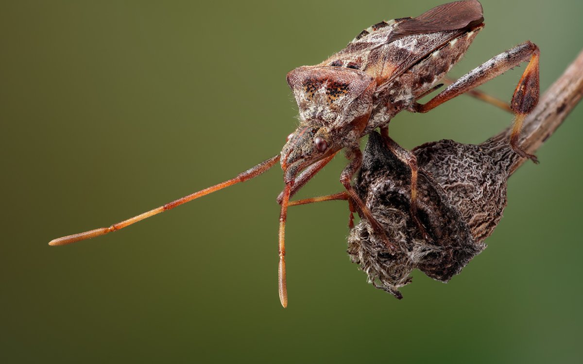 Клоп листотелка