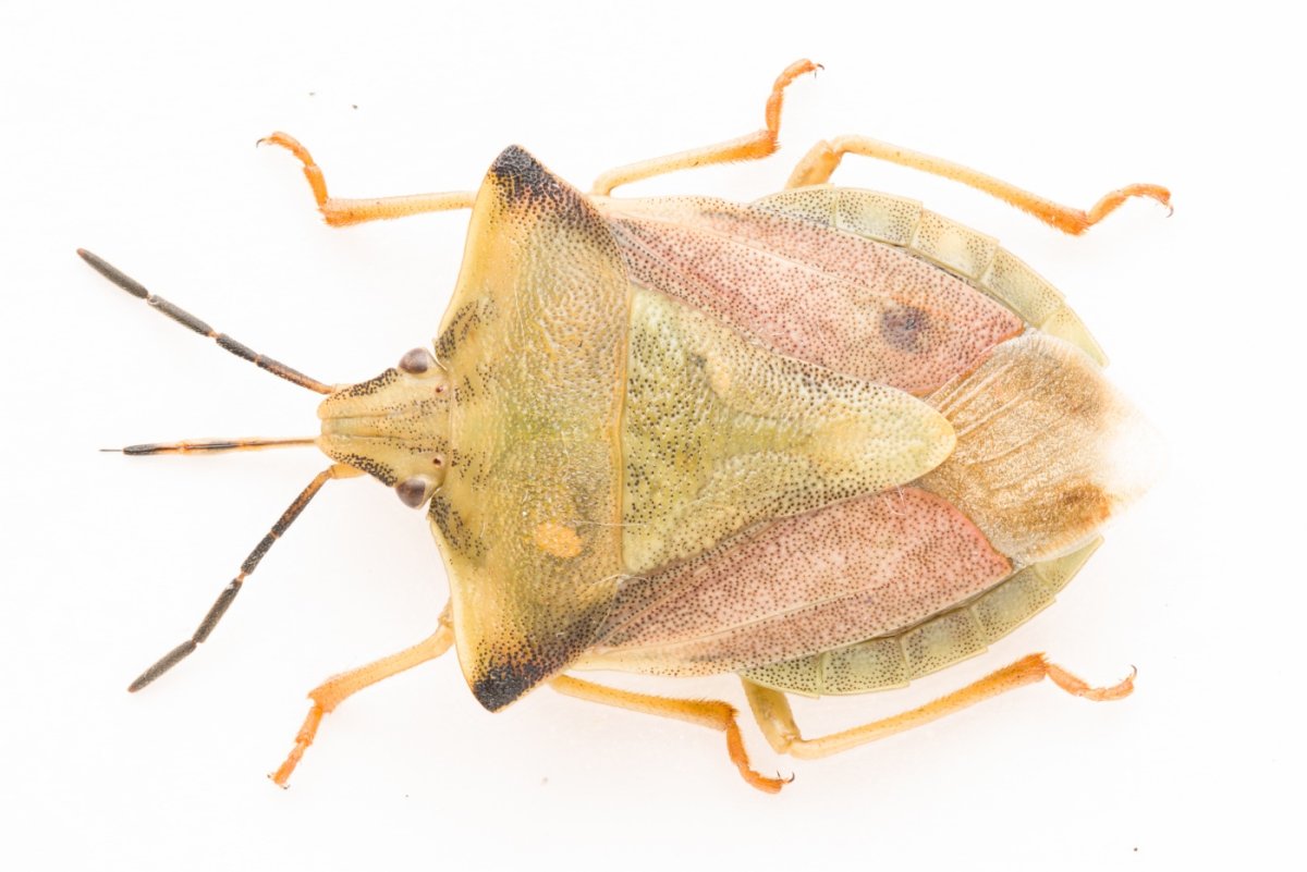 Клоп итальянский на белом фоне