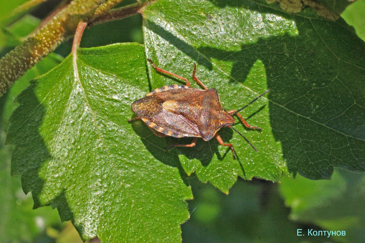 Leptoglossus клоп
