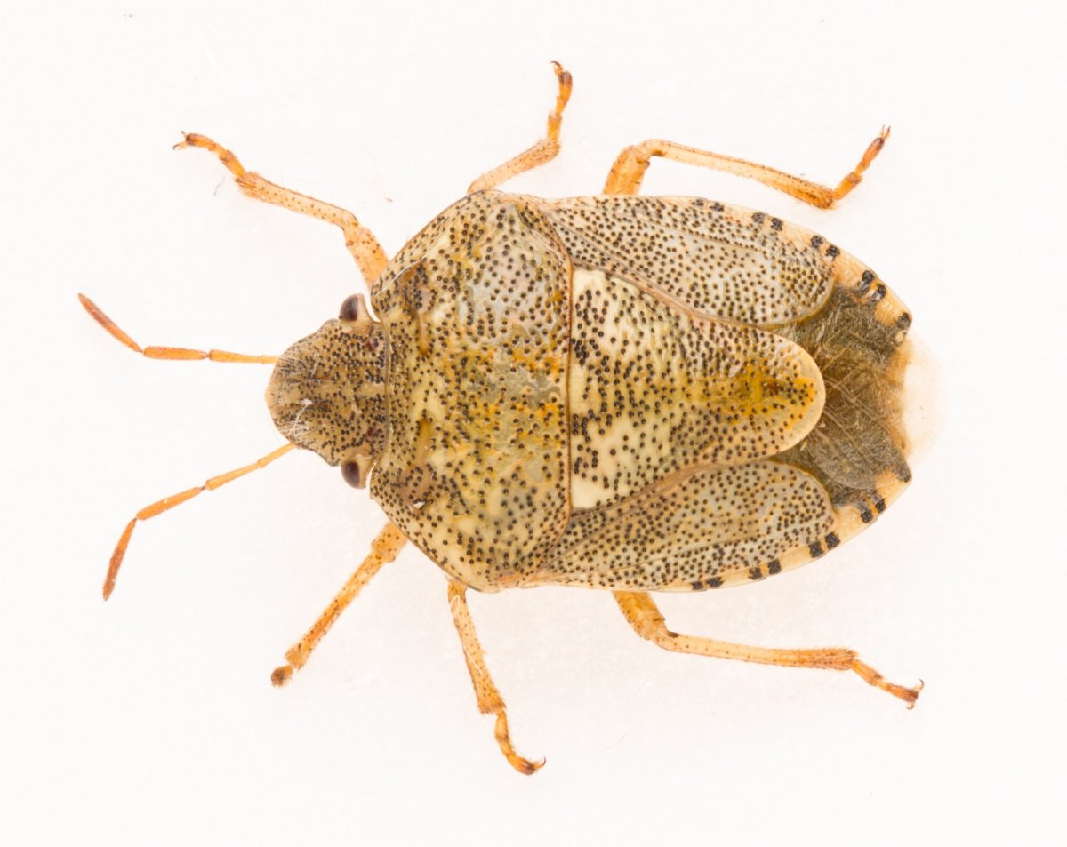 Клоп Сосновый — Aradus cinnamomeus