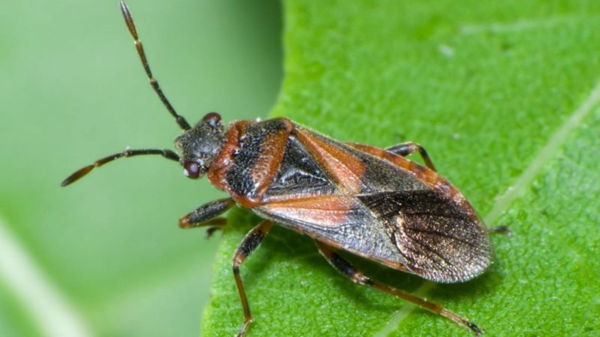 Американский клоп Leptoglossus occidentalis