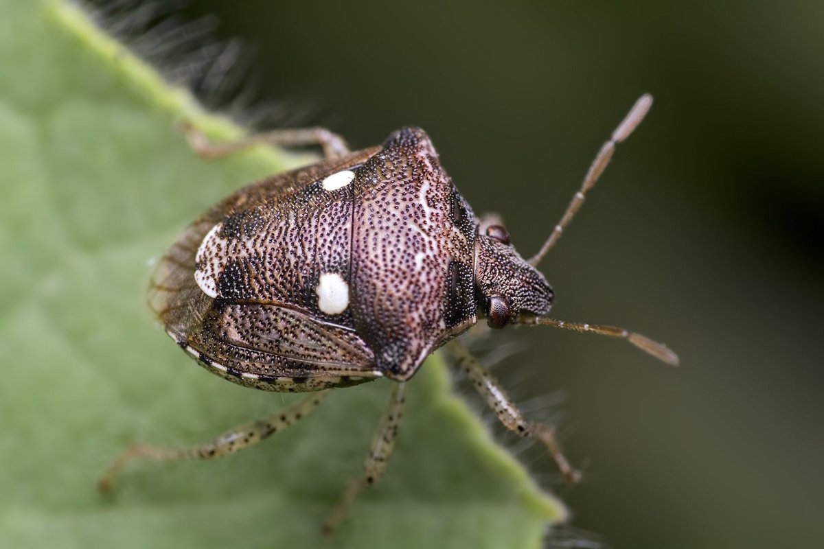Североамериканские насекомые