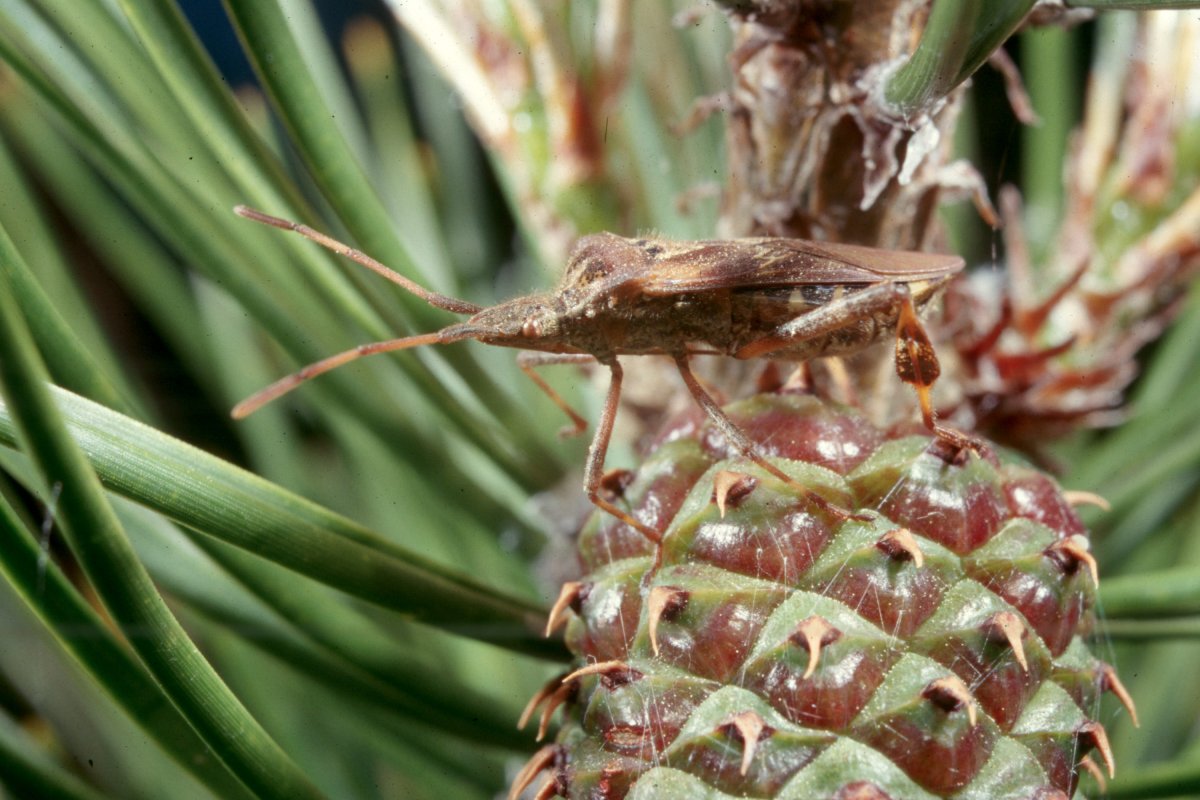 Клоп наземник березовый