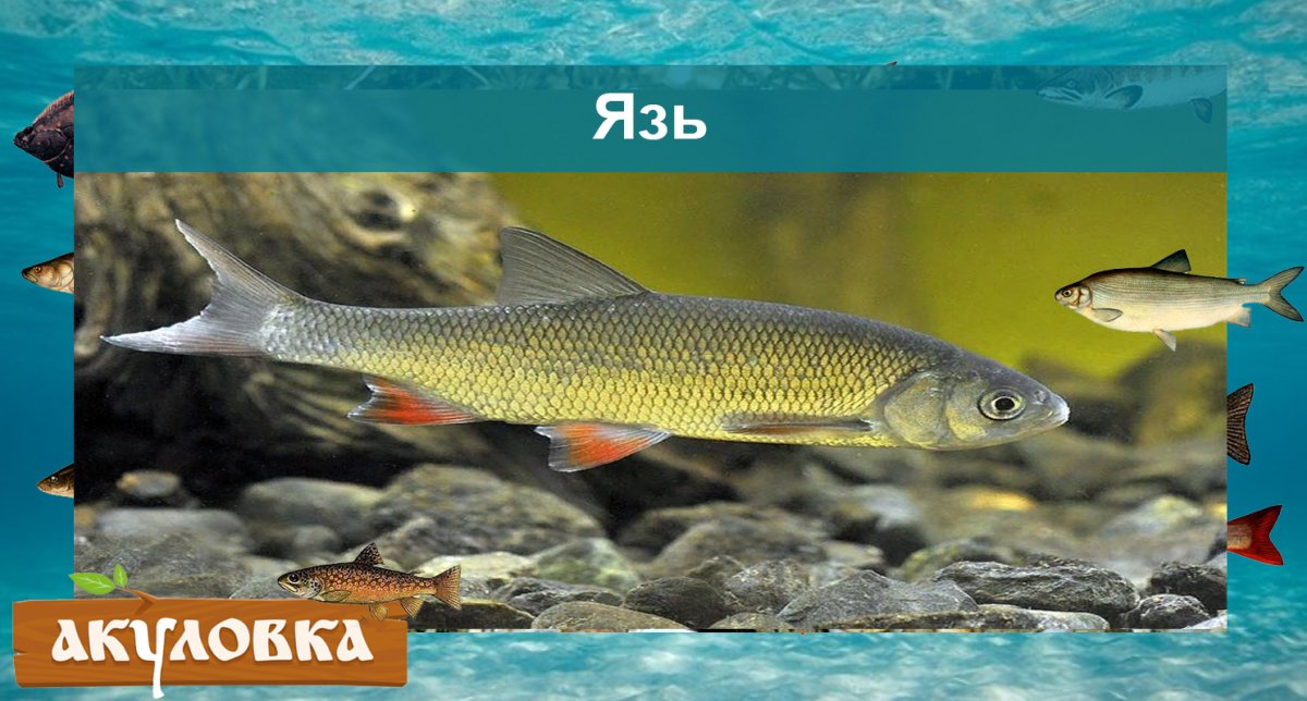 Судак рыба Волга