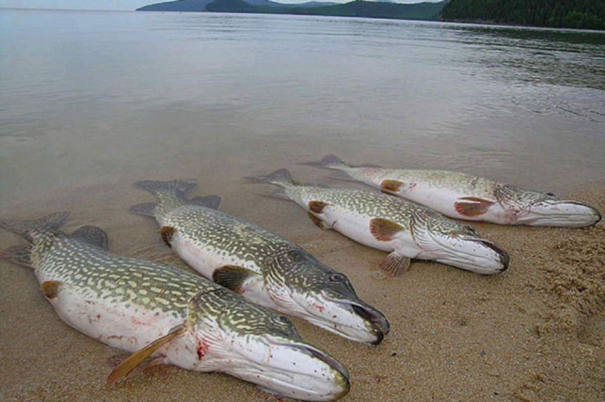 База Золотая рыбка с Воскресеновка