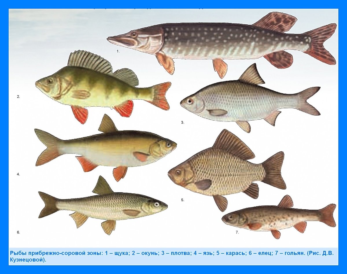 Таймень Дальневосточный