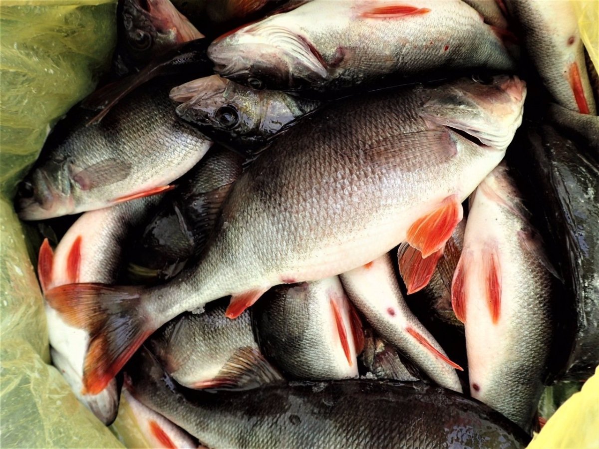 Река Кама рыбы