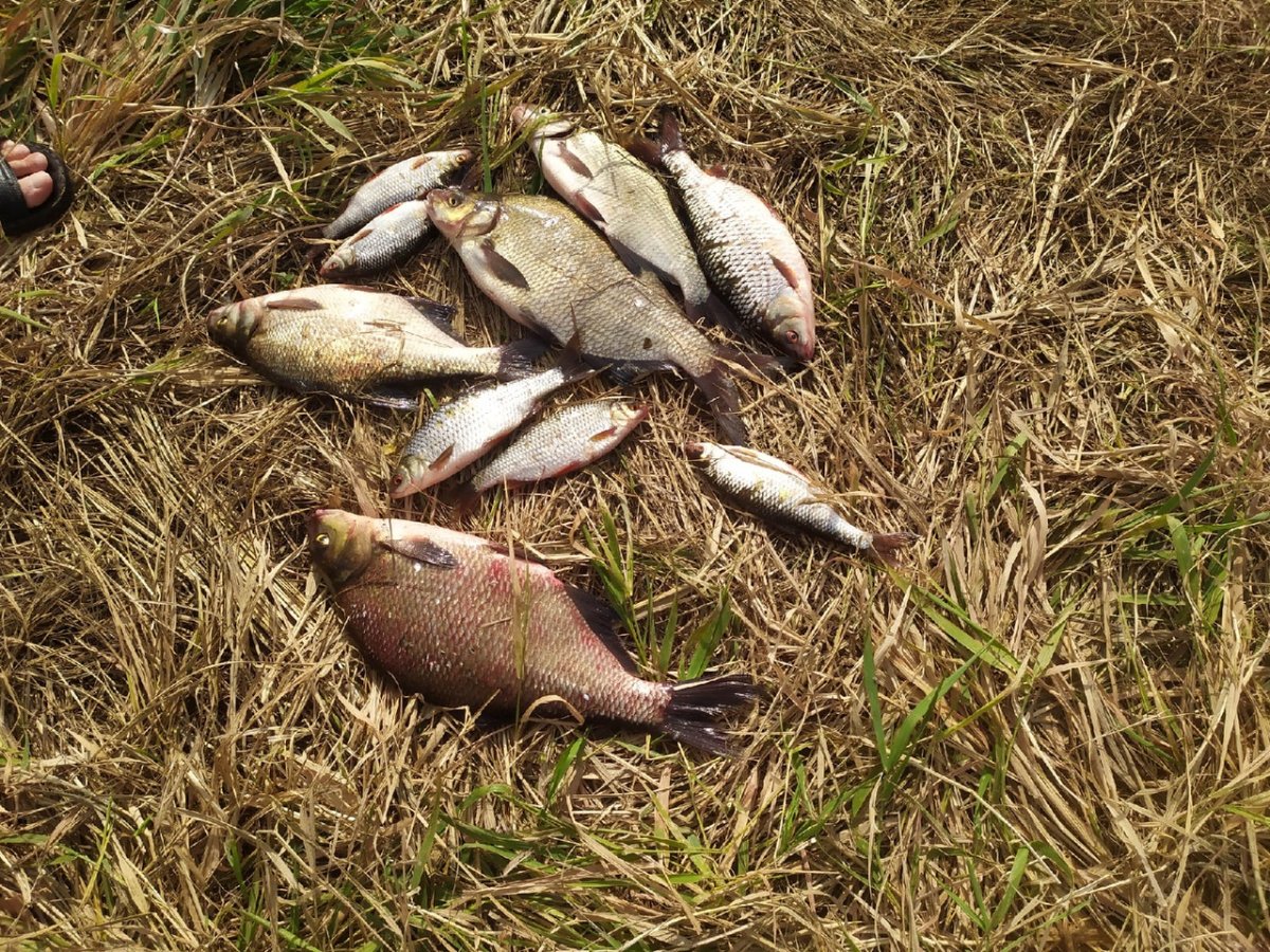 Рыбы обитающие в Калининградской области