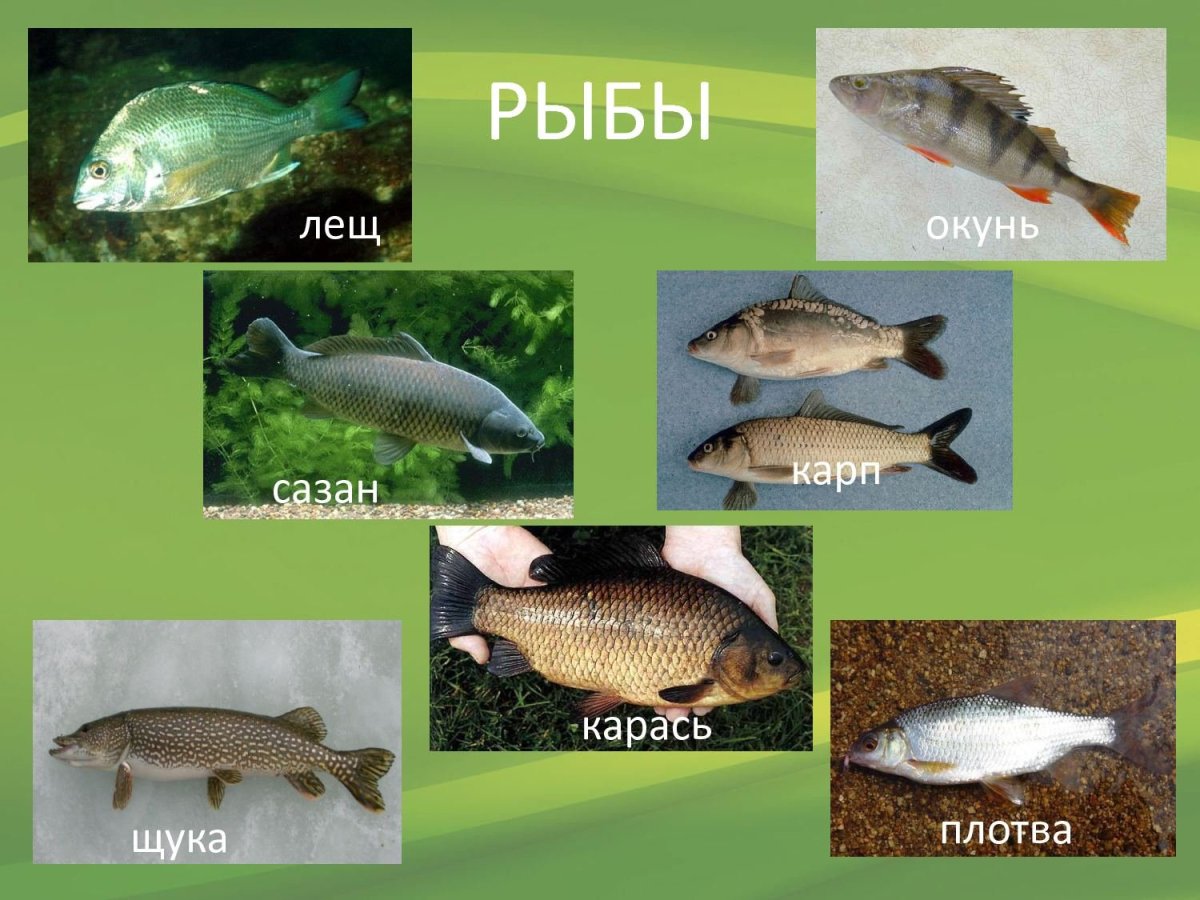 Размер окуня по годам