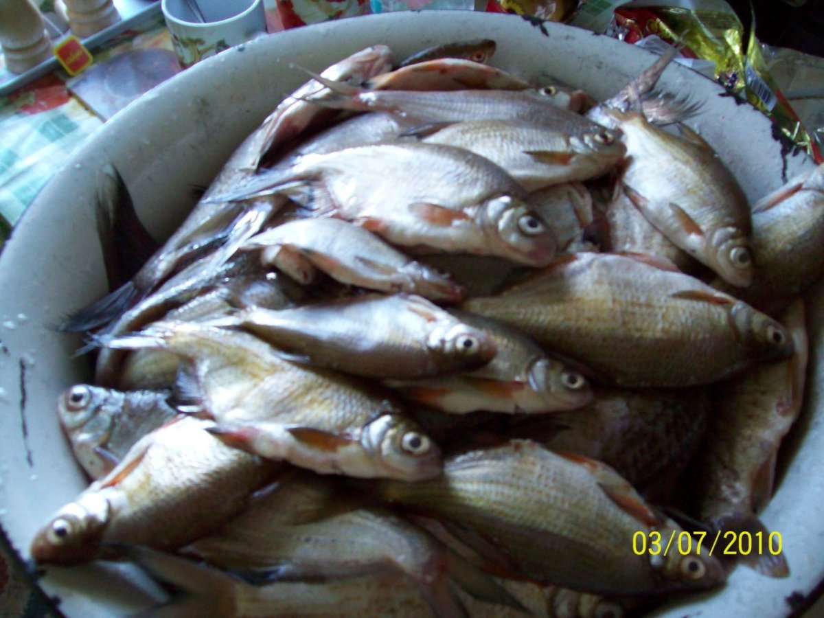 Промысловые рыбы Каспийского моря