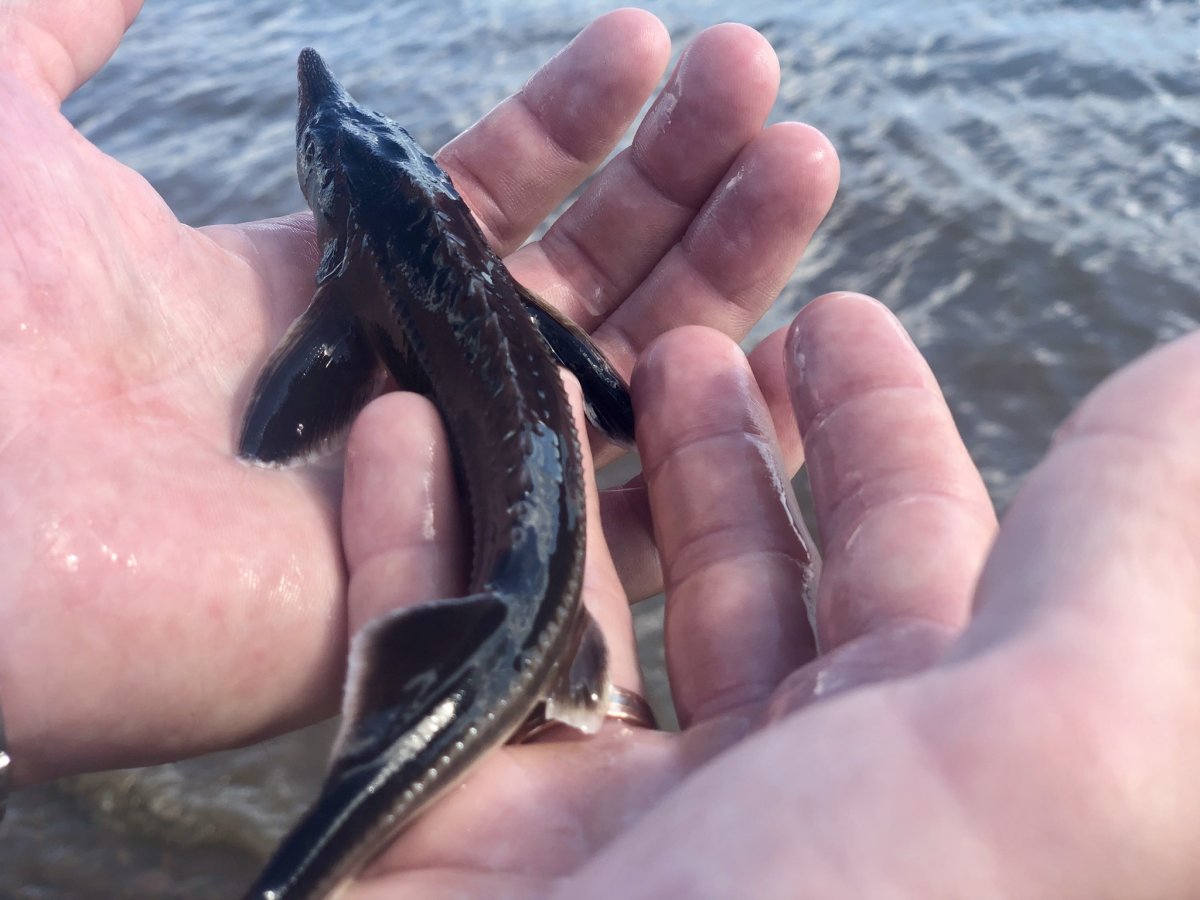 Ихтиофауна Волги