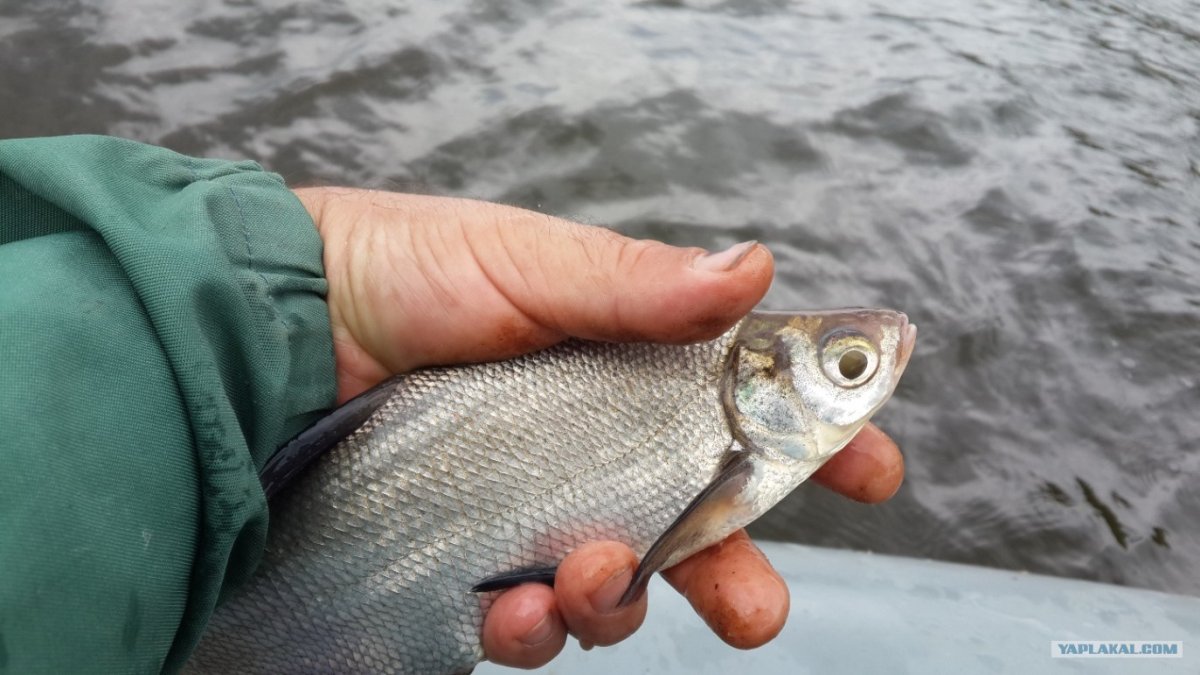 Тихоокеанский осетр малек
