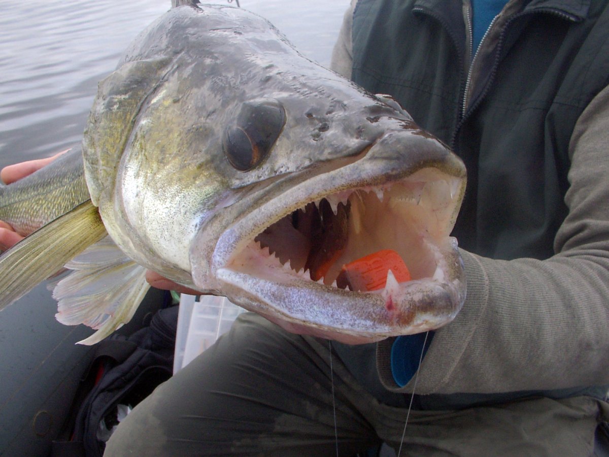 Вид обыкновенная щука - Esox Lucius