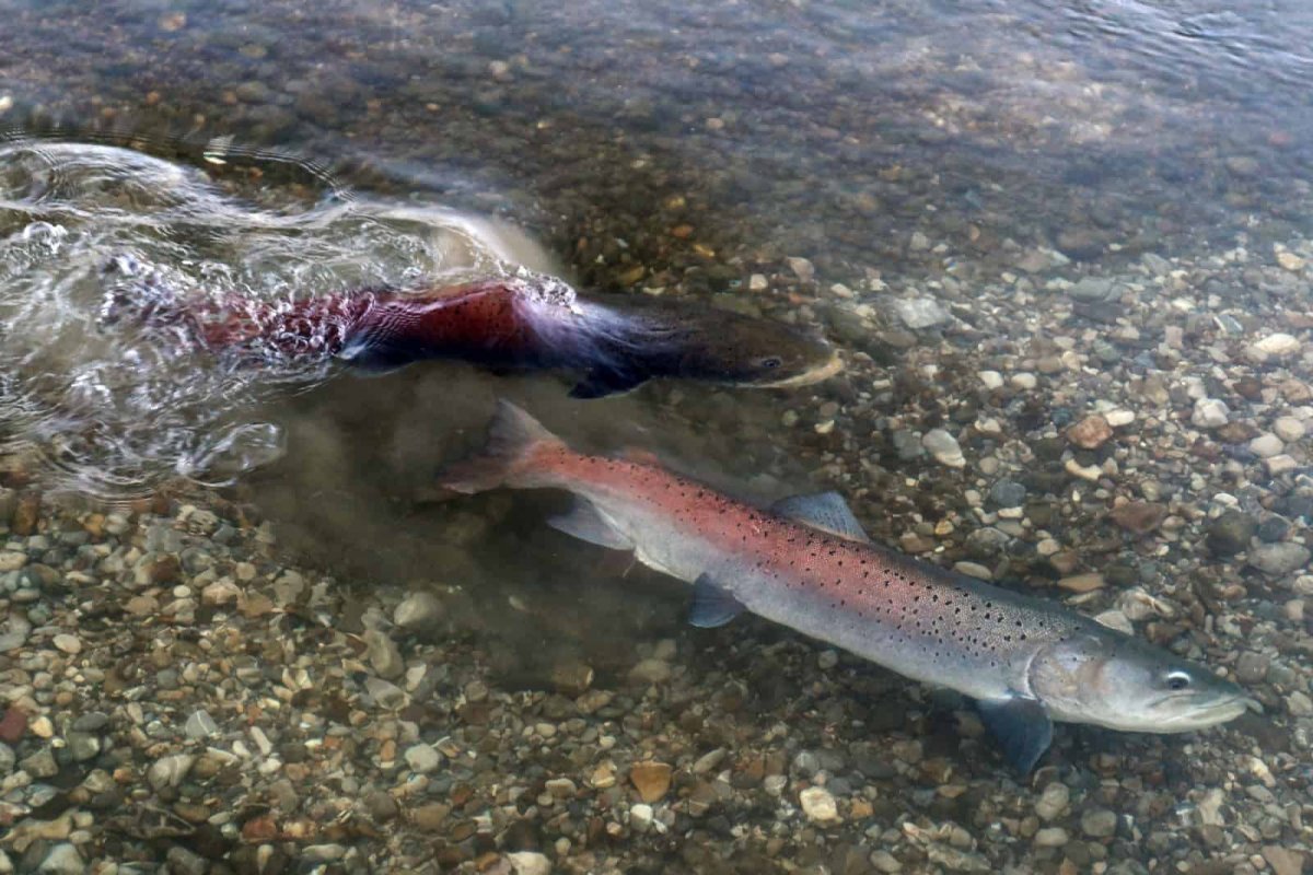 Рыбы реки Камы