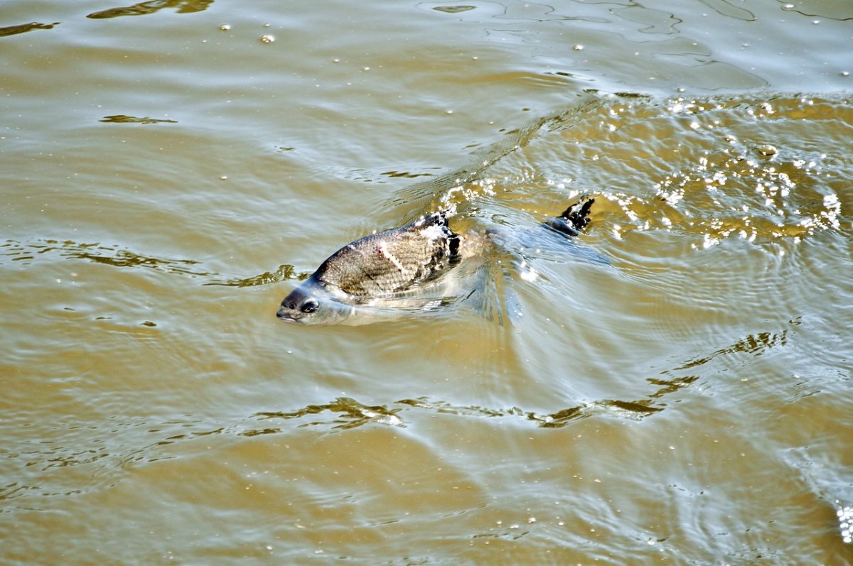 Сорожка окунь карась