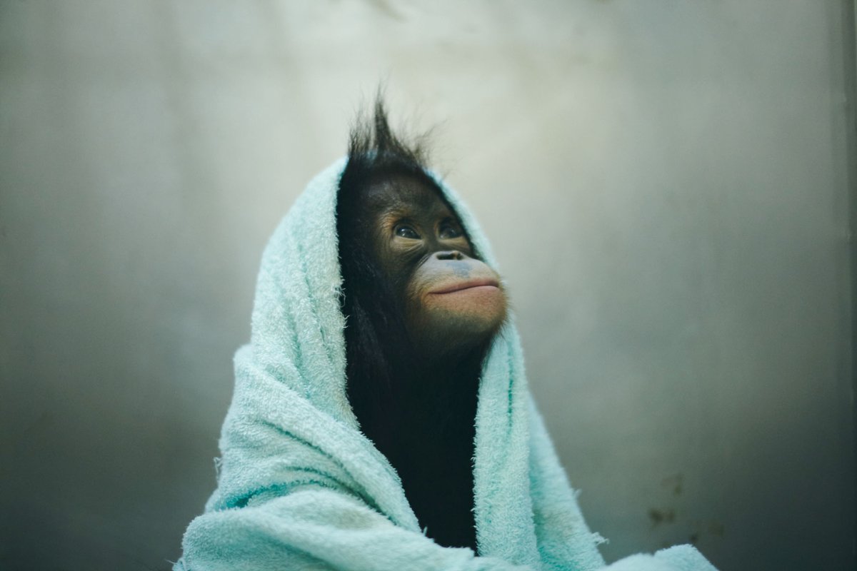 Обезьяна в полотенце