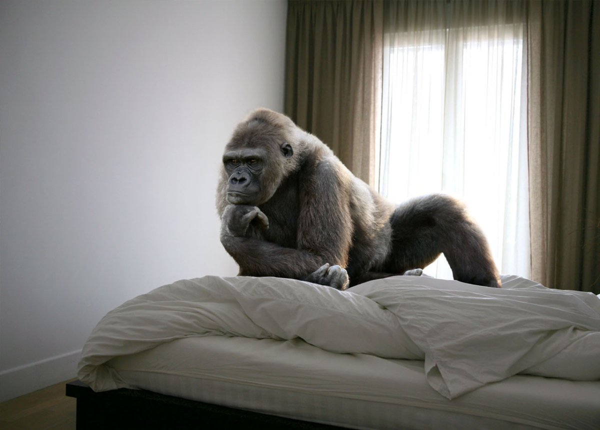 Обезьяна на диване