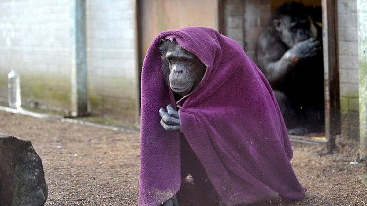 Обезьяна в одеяле