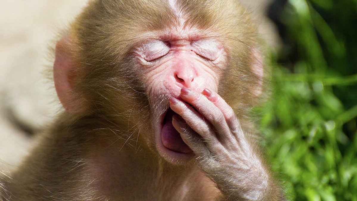 Макака фуската