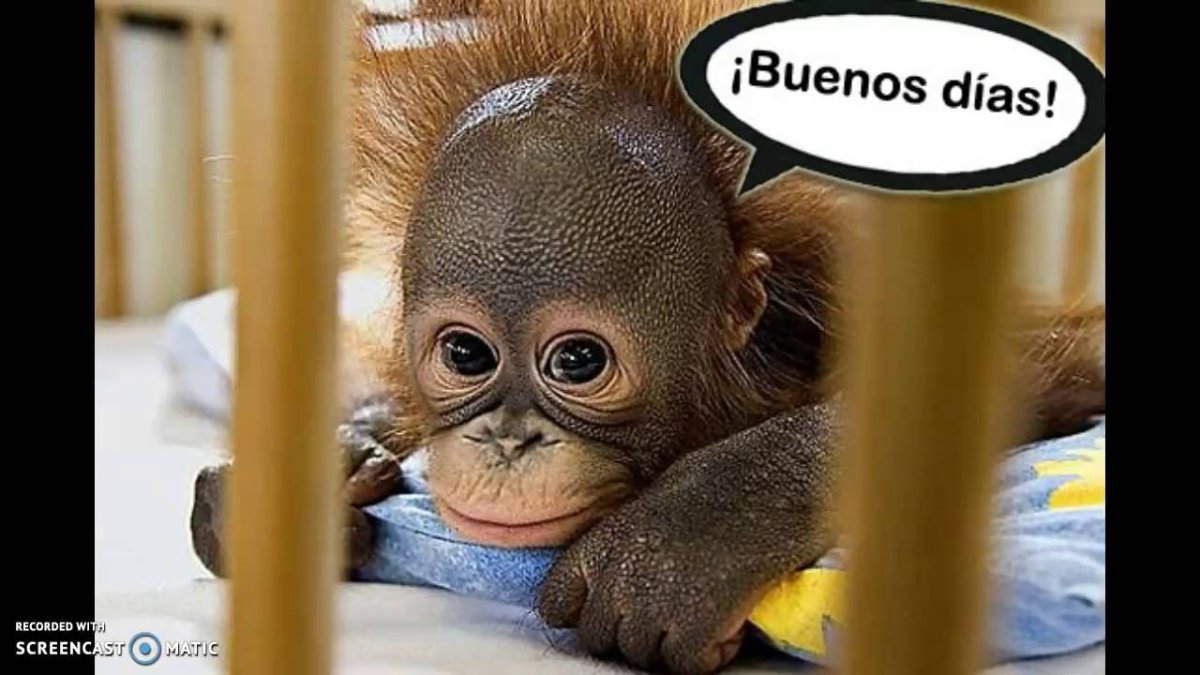 Маленькая обезьянка спит