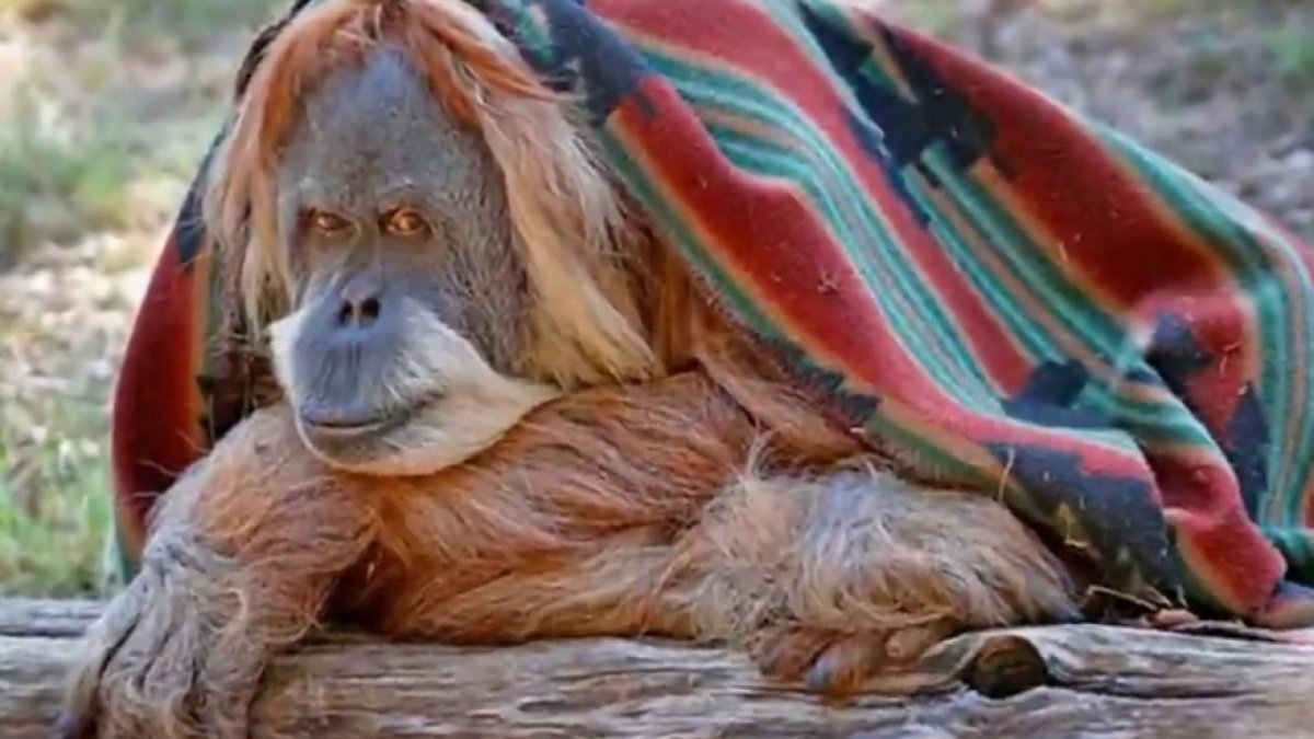 Обои с обезьянами