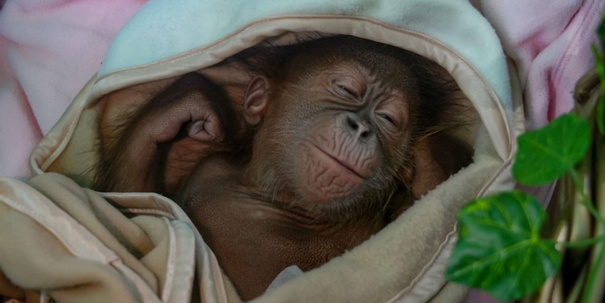 Сонная обезьяна