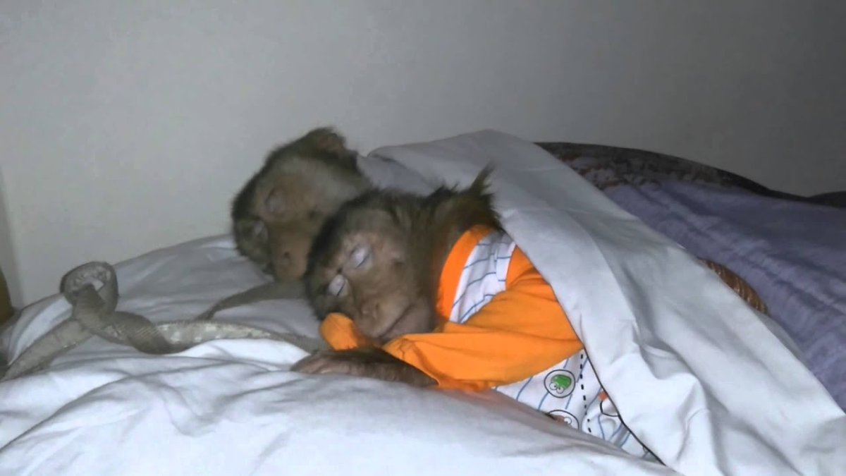 Маленькая обезьянка спит