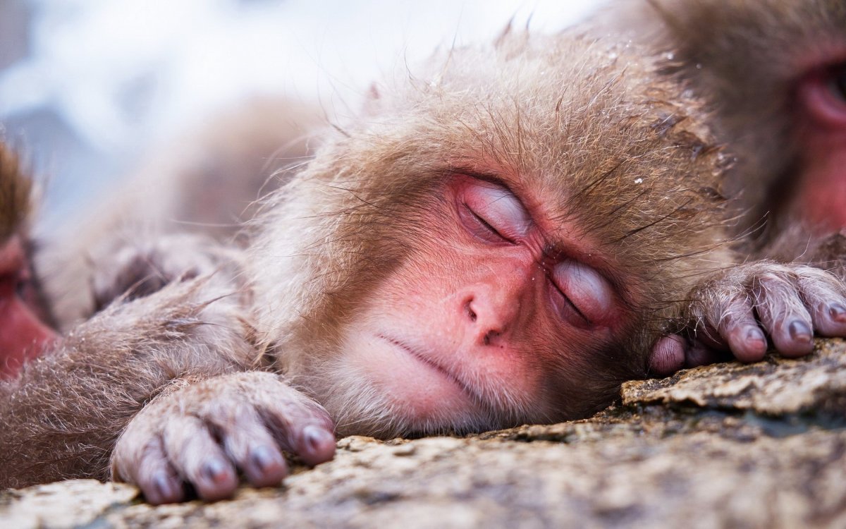 Обезьяна спит