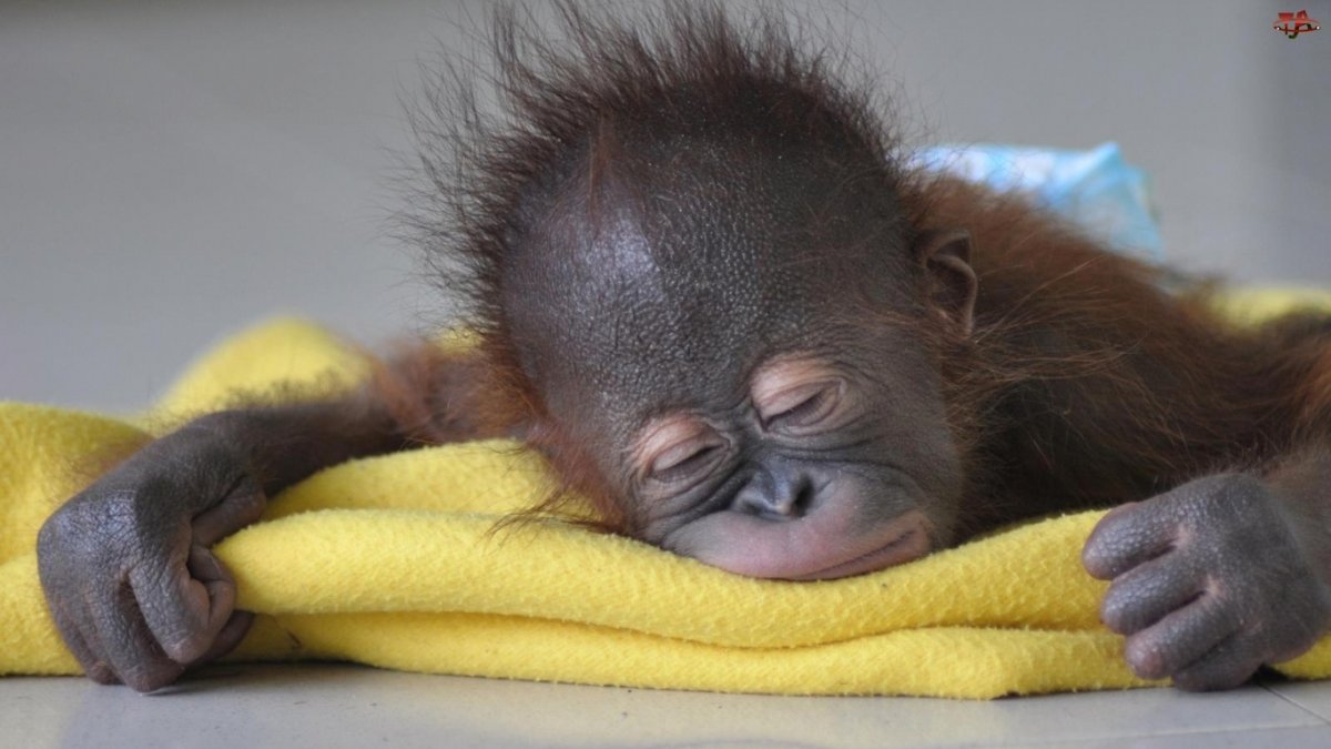 Спокойной ночи обезьянка