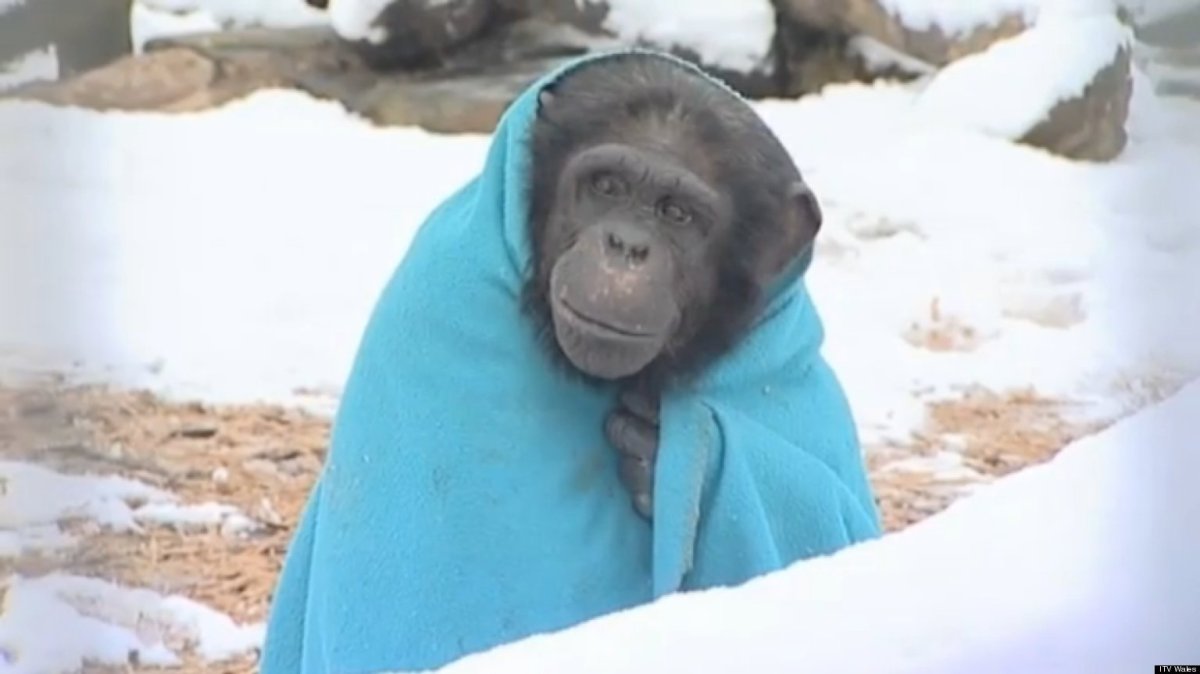 Замерзшая обезьяна