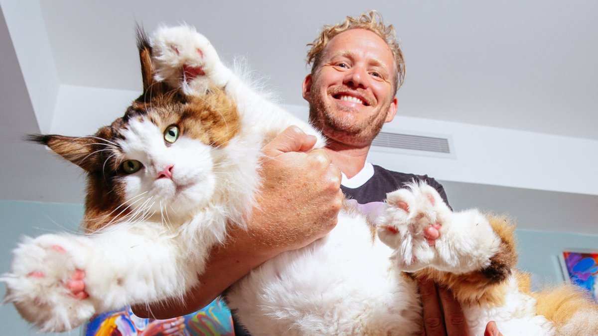 Кот Самсон Нью-Йорк