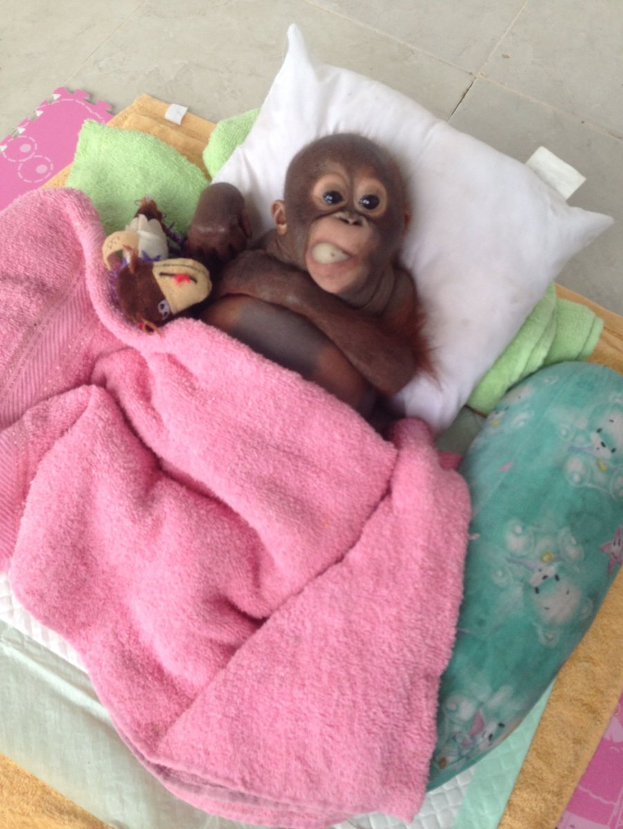 Сонная обезьянка