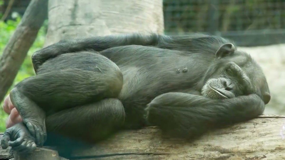 Спящие обезьяны