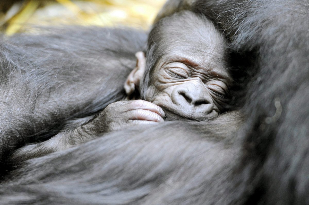 Спящие обезьяны