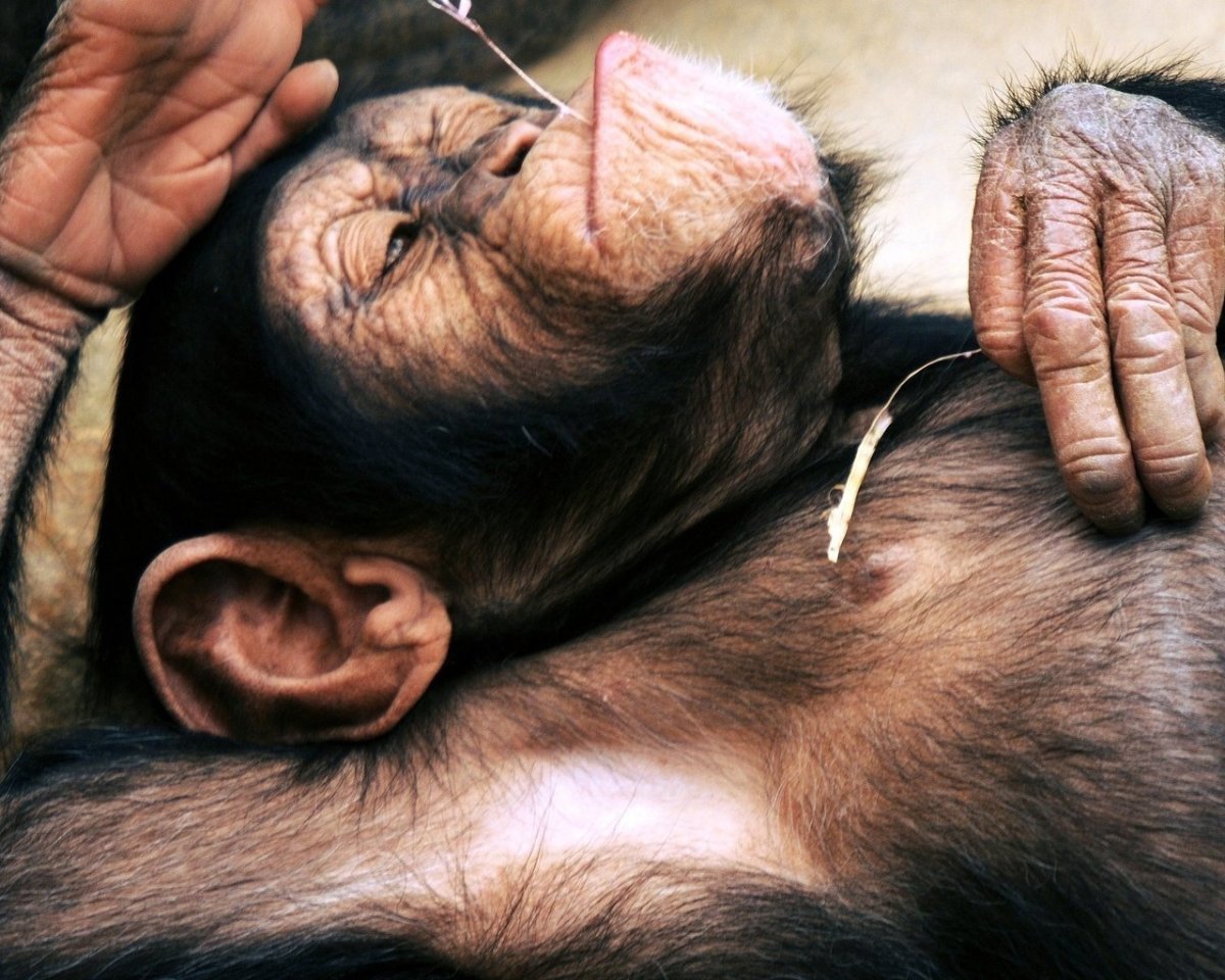 Спящие шимпанзе