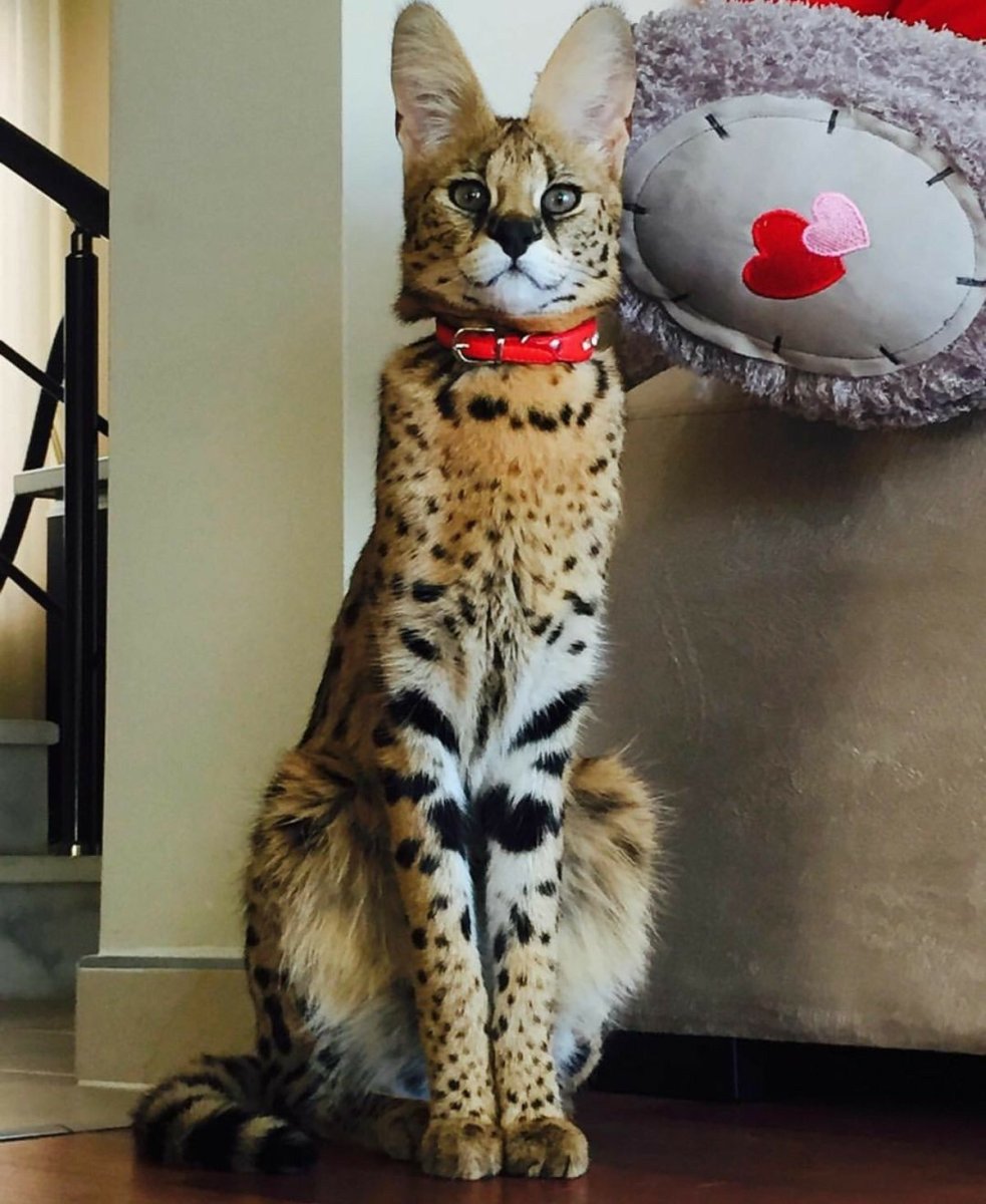 Бенгальская Саванна кошка