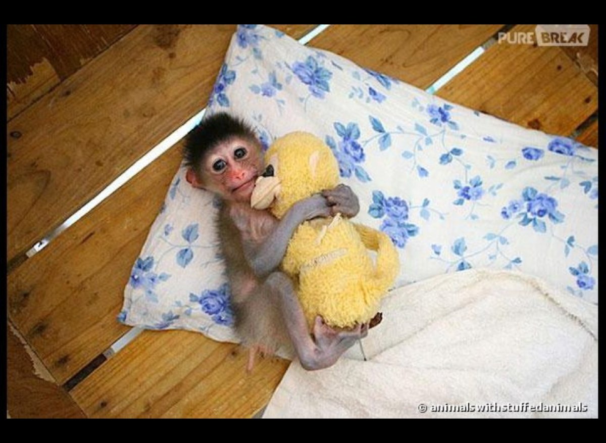 Маленькая обезьянка спит