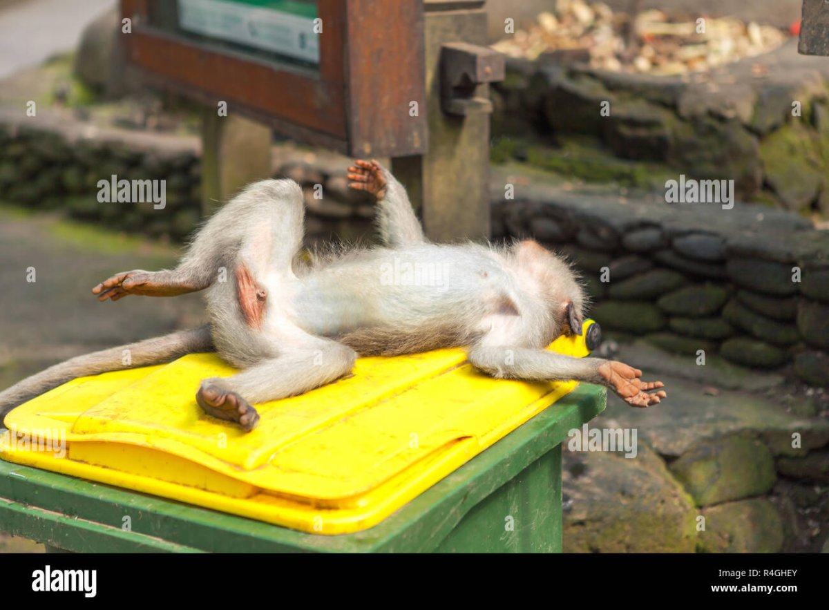 Мартышка лежит