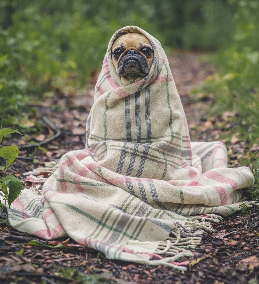 Закутаться в плед