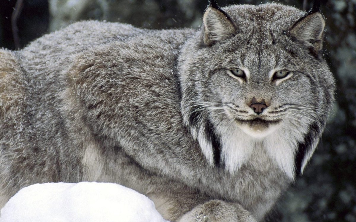 Канадская Рысь Бобкэт