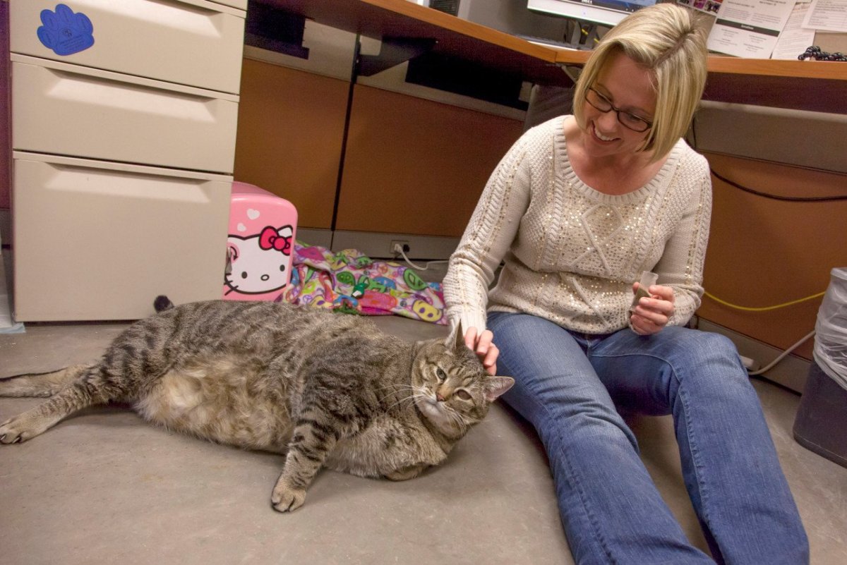 Кот химми из Австралии