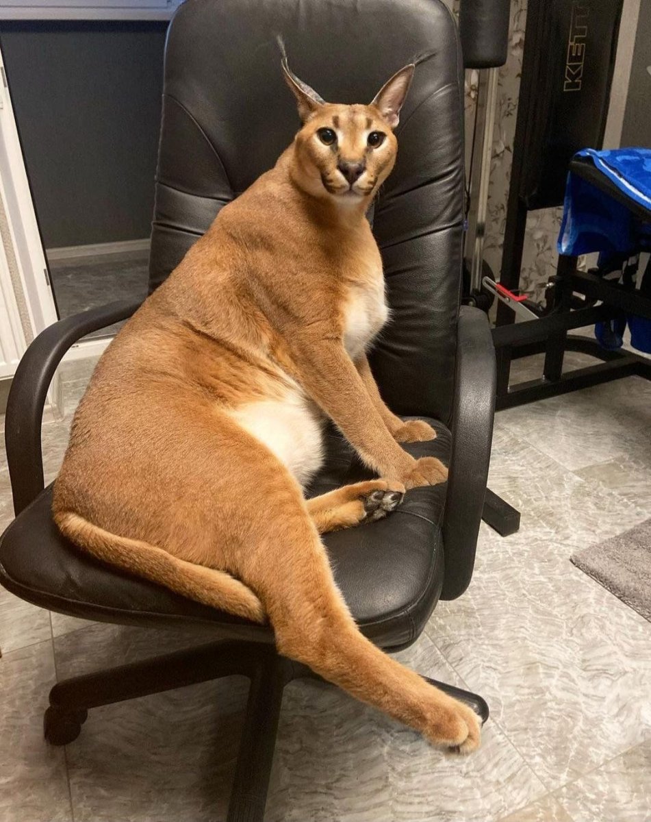 Самый большой кот в россии