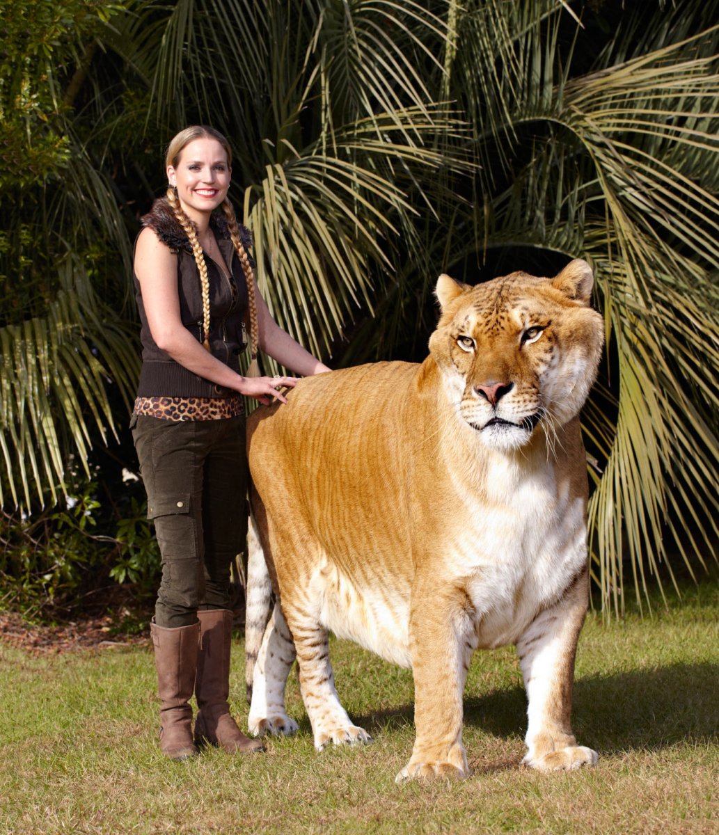 Лигр Геркулес гибрид Льва и тигра